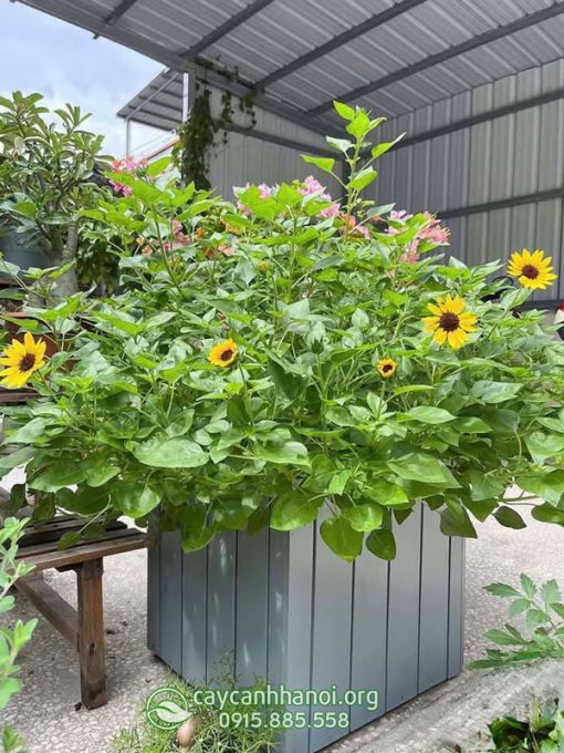 Hoa hướng dương thân gỗ trồng chậu composite