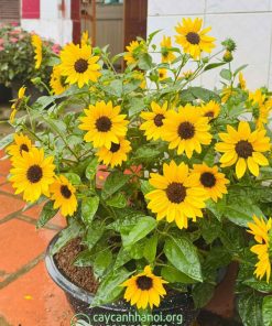 Hoa hướng dương thân gỗ trồng chậu nhựa