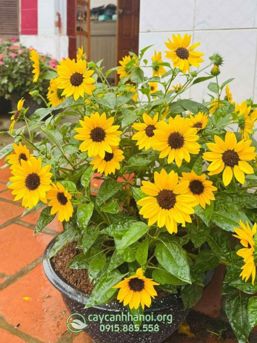 Hoa hướng dương thân gỗ trồng chậu nhựa