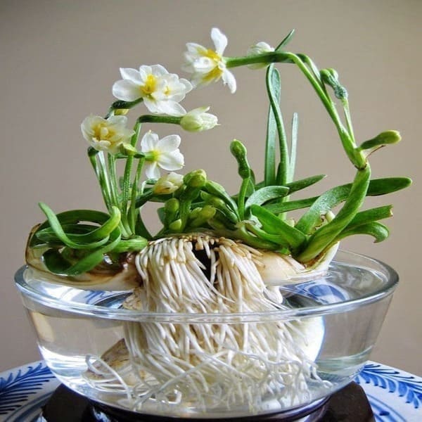 Hoa thuỷ tiên vừa là món quà thể hiện sự kính trọng, vừa tượng trưng cho sự thuần khiết, đức hạnh