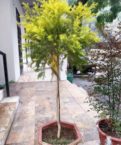 Hướng dẫn cách chăm sóc cây tràm hoàng kim