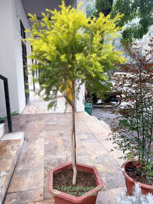 Hướng dẫn cách chăm sóc cây tràm hoàng kim