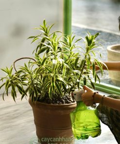 Hướng dẫn cây trúc bách hợp lá cẩm thạch