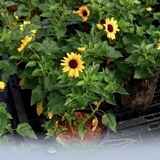 Hướng dương thân gỗ là loài cây cảnh sống lâu năm