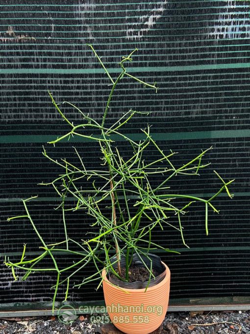 Kỹ thuật trồng và nhân giống cây xương cá san hô