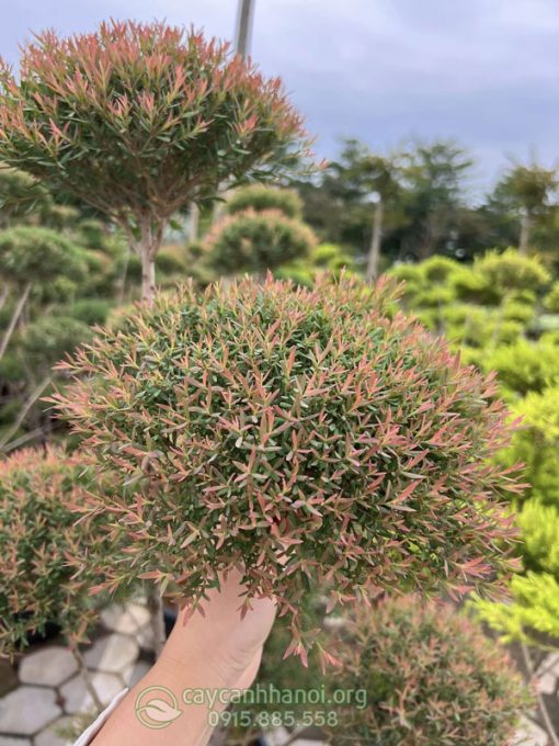 Lá liễu đỏ thái