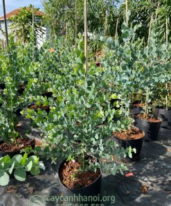 Lá Mimosa giống tuyết sơn phi hồng