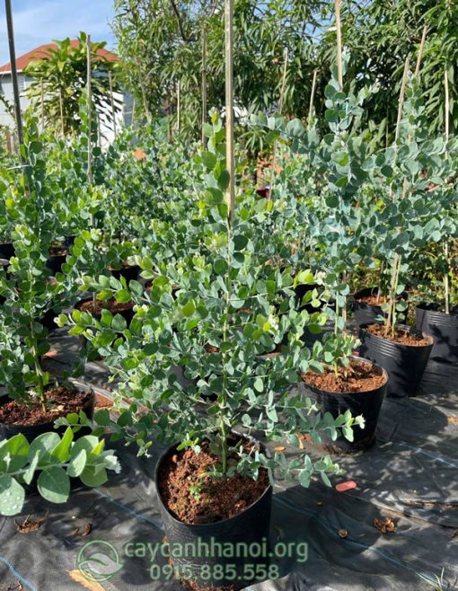 Lá Mimosa giống tuyết sơn phi hồng