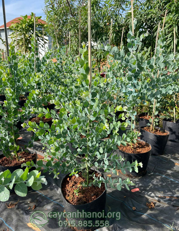 Lá Mimosa giống tuyết sơn phi hồng