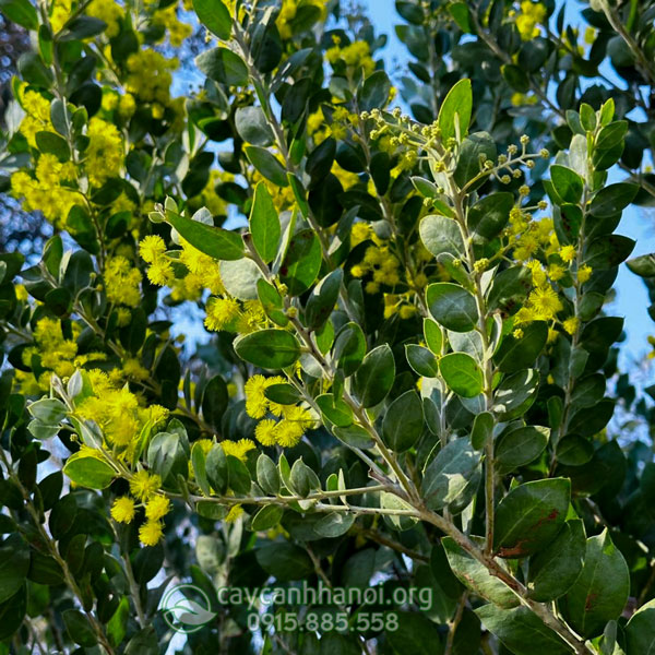 Lá Mimosa có màu xanh bạc và hoa màu vàng