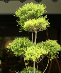 Lá liễu hoàng kim