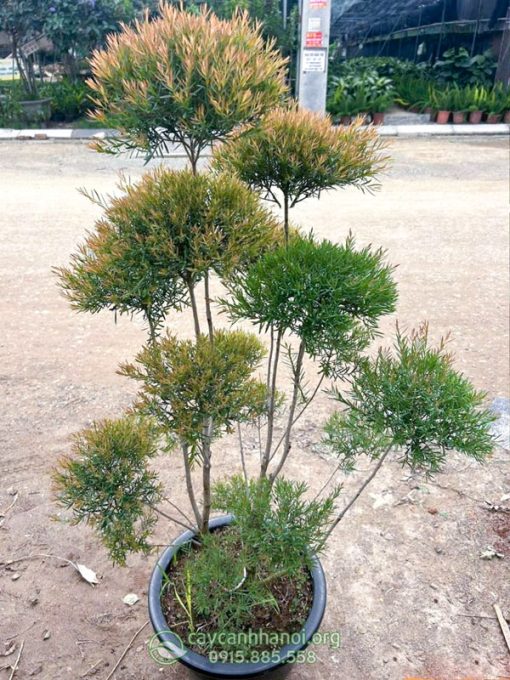 Liễu đỏ thái dáng tầng đẹp