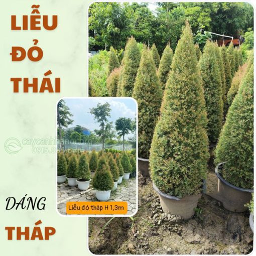 Liễu đỏ thái dáng tháp