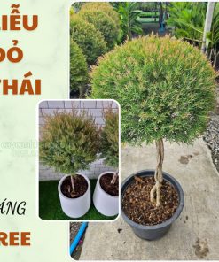 Liễu đỏ thái dáng tree