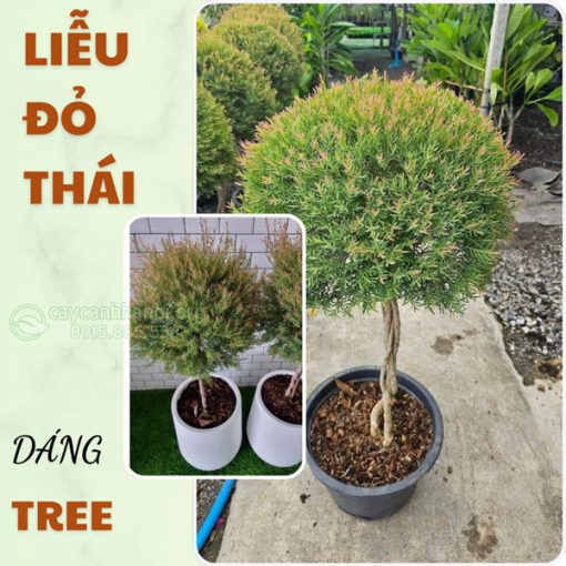 Liễu đỏ thái dáng tree
