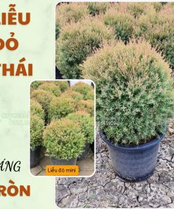 Liễu đỏ thái dáng tròn