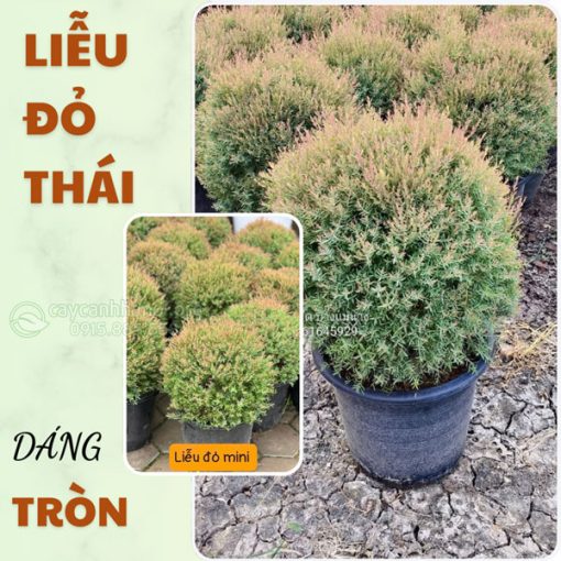 Liễu đỏ thái dáng tròn