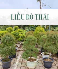 Liễu đỏ thái là giống cây cảnh có nguồn gốc từ Thái Lan