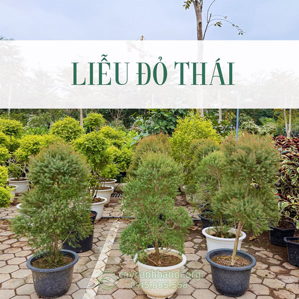 Liễu đỏ thái là giống cây cảnh có nguồn gốc từ Thái Lan