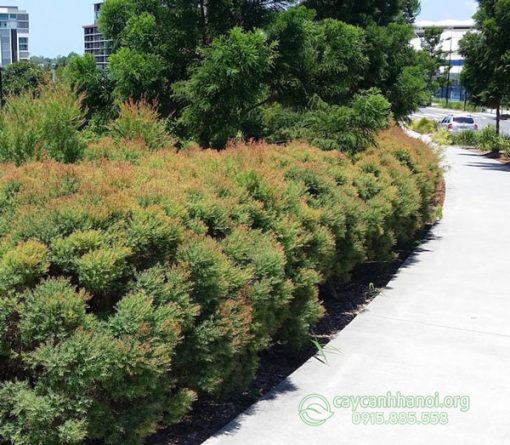 Liễu đỏ thái thanh lọc không khí tốt