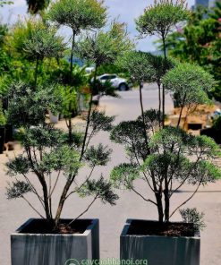 Liễu đỏ thái trồng chậu đá mài
