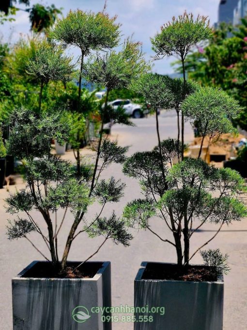Liễu đỏ thái trồng chậu đá mài