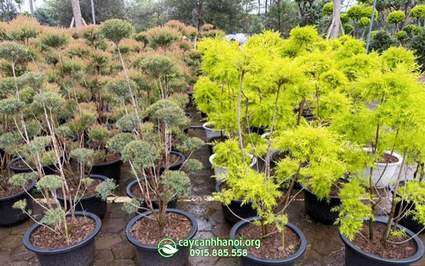 Liễu đỏ thái và liễu hoàng kim phân biệt dựa trên màu sắc lá
