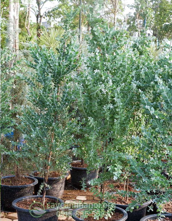 Mimosa dễ trồng ít tốn công chăm sóc