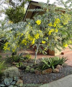 Mimosa trồng tạo cảnh quan sân vườn đẹp
