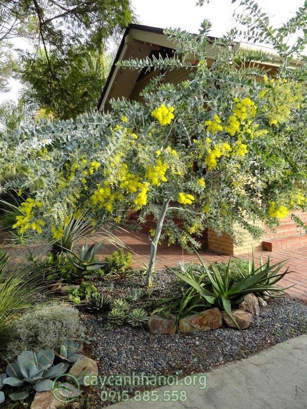 Mimosa trồng tạo cảnh quan sân vườn đẹp