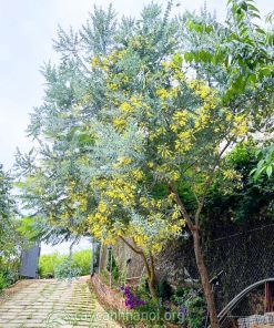 Mimosa trồng trước nhà mang đến vượng khí