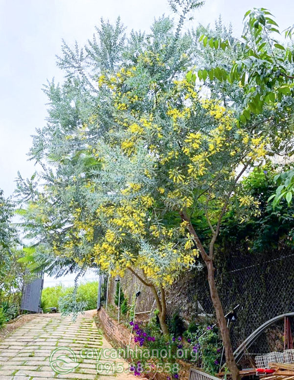 Mimosa trồng trước nhà mang đến vượng khí