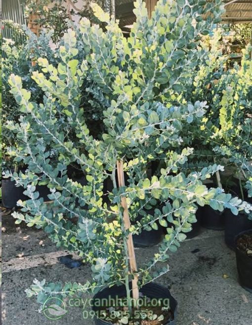 Mua cây Mimosa giống tại Hà Nội