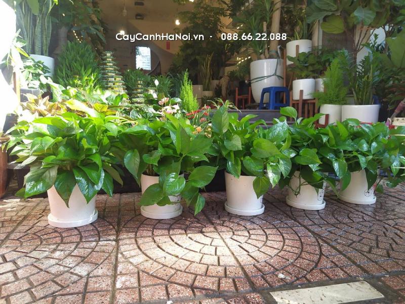 Cửa hàng có sẵn các loại cây mini để bàn, cây phong thủy và cây hoa đẹp