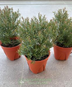 Nhược điểm cây liễu đỏ thái