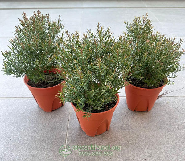 Nhược điểm cây liễu đỏ thái