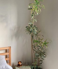 Nhược điểm cây trúc bách hợp cẩm thạch