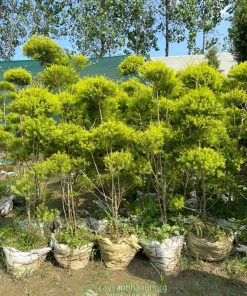 Nhược điểm khi trồng cây liễu hoàng kim