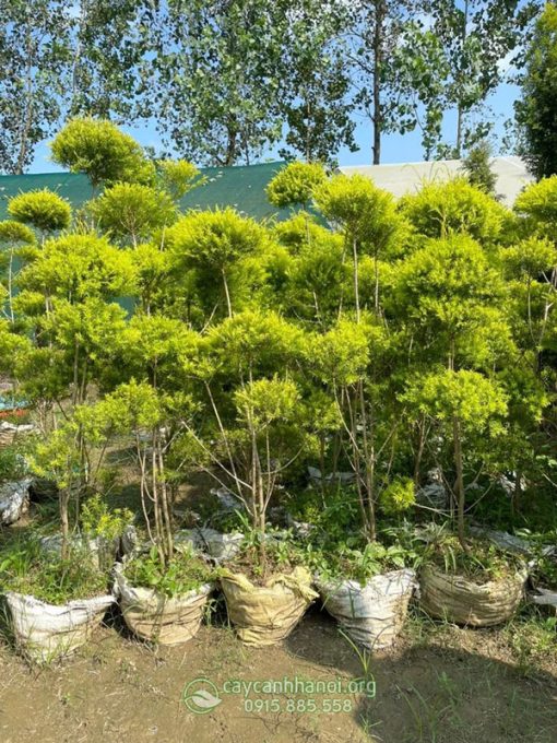 Nhược điểm khi trồng cây liễu hoàng kim