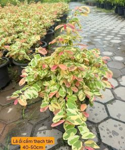Nơi bán cây lá ổi cẩm thạch đẹp tại Hà Nội