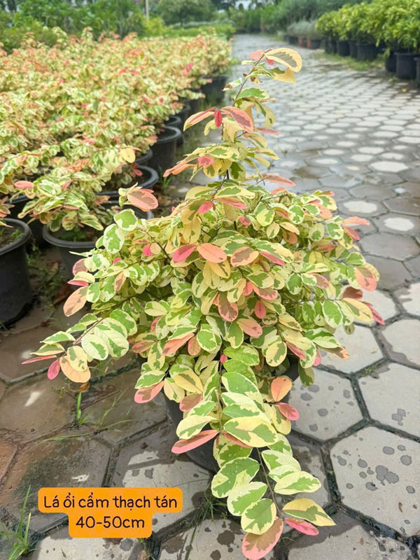 Nơi bán cây lá ổi cẩm thạch đẹp tại Hà Nội