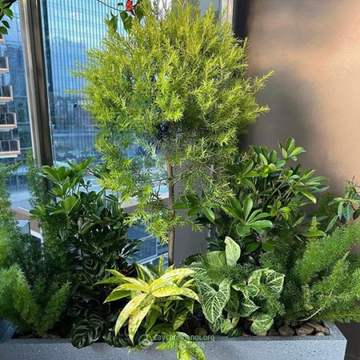 Nơi bán cây tùng hoàng kim đẹp giá rẻ tại Hà Nội