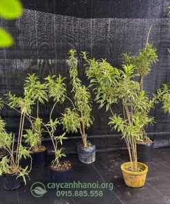 Nơi bán trúc bách hợp hoàng kim nhiều kích thước đẹp