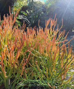 Cây xương cá có tên tiếng anh là Pencil Cactus