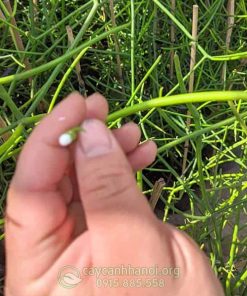 Thân cây giao có mủ trắng
