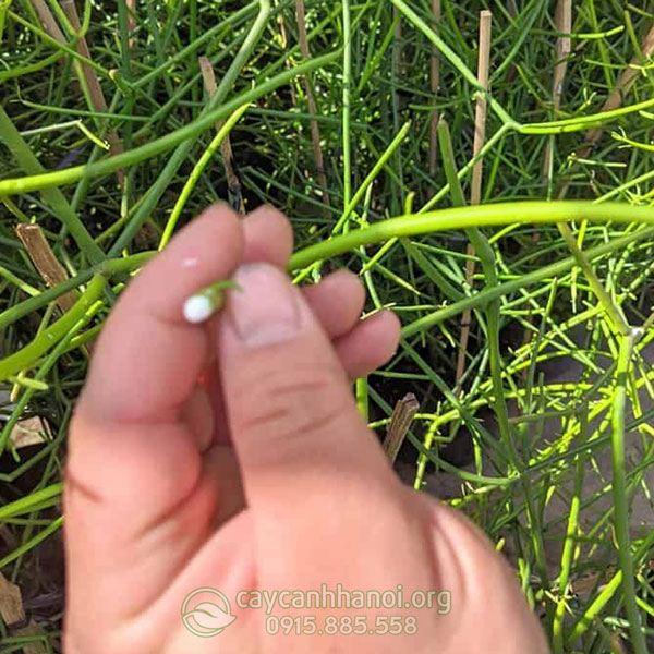 Thân cây giao có mủ trắng