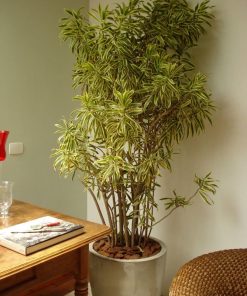 Trúc bách hợp var trồng chậu đẹp