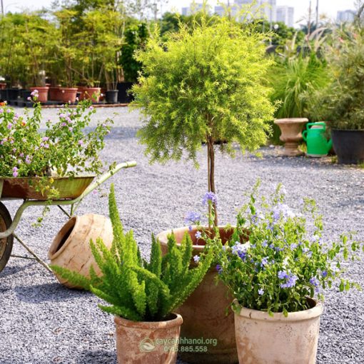 Tùng hoàng kim có mùi hương dễ chịu khi sờ vào