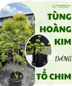 Cây tùng hoàng kim dáng tổ chim mang phong cách độc đáo và đầy nghệ thuật