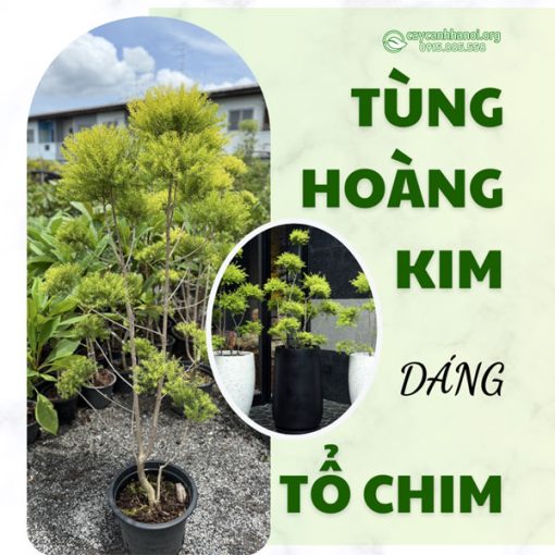 Cây tùng hoàng kim dáng tổ chim mang phong cách độc đáo và đầy nghệ thuật
